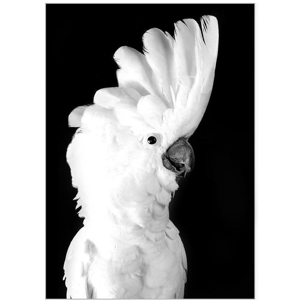 Fine Feathers Framed Canvas